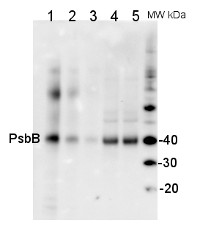 PsbB | CP47 protein of PSII in the group Antibodies Plant/Algal / Global Antibodies at Agrisera AB (Antibodies for research) (AS04 038)